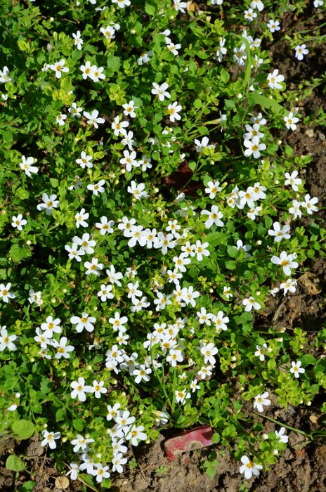 Bacopa diffusa 'Utopia melange'